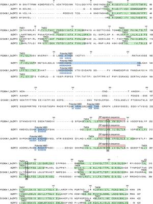 SlZRT2 Encodes a ZIP Family Zn Transporter With Dual Localization in the <mark class="highlighted">Ectomycorrhizal Fungus</mark> Suillus luteus